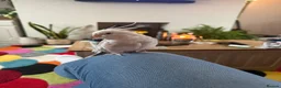 Cockatiels birds for sale: Handsome male cockatiel  - Advert 2