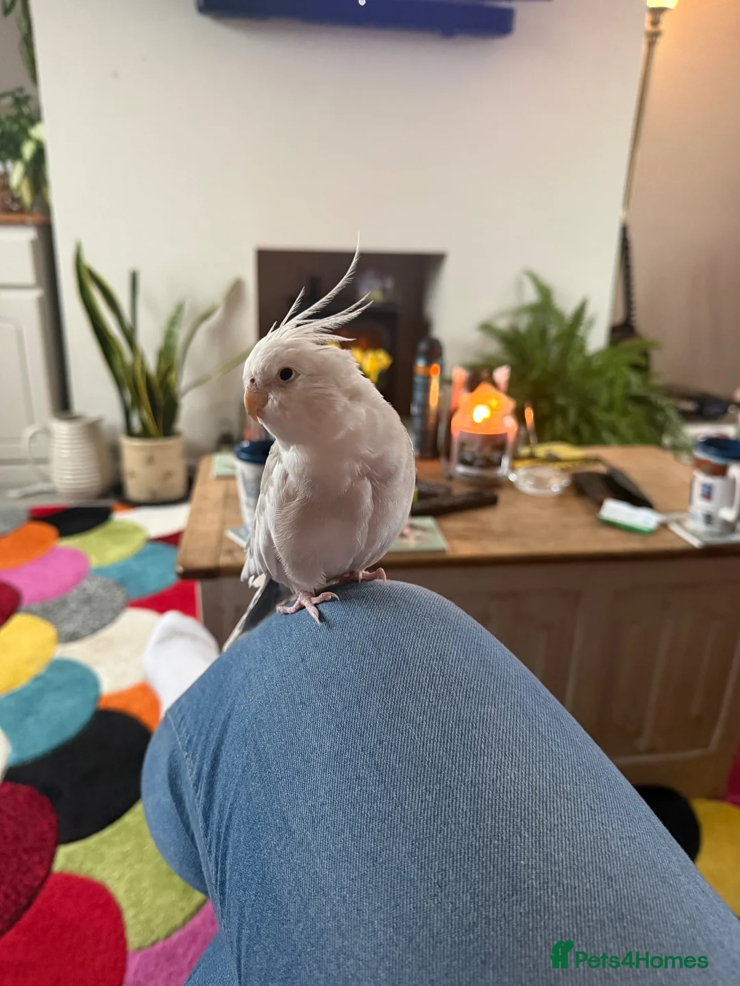 Cockatiels birds for sale: Handsome male cockatiel  - Advert 2