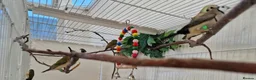 Finches birds for sale: Gouldian and Owl finch - Advert 2