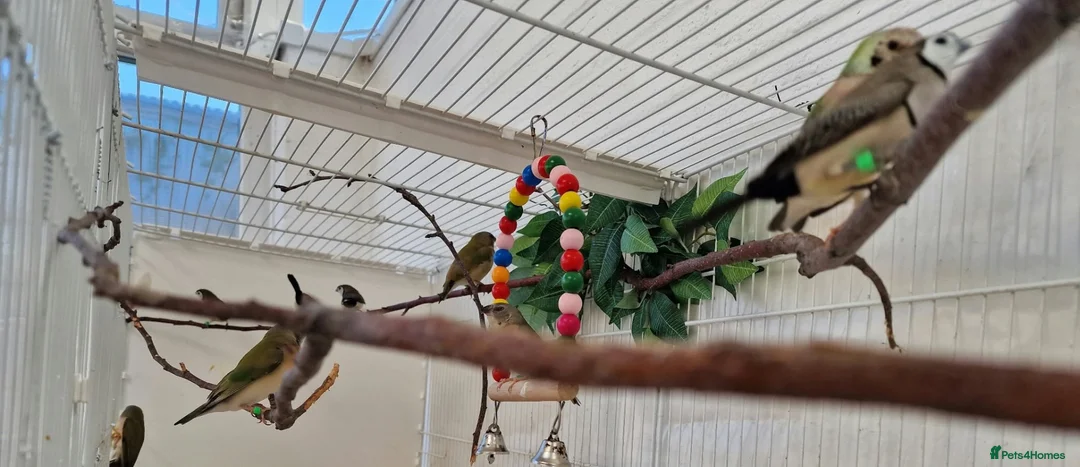 Finches birds for sale: Gouldian and Owl finch - Advert 2