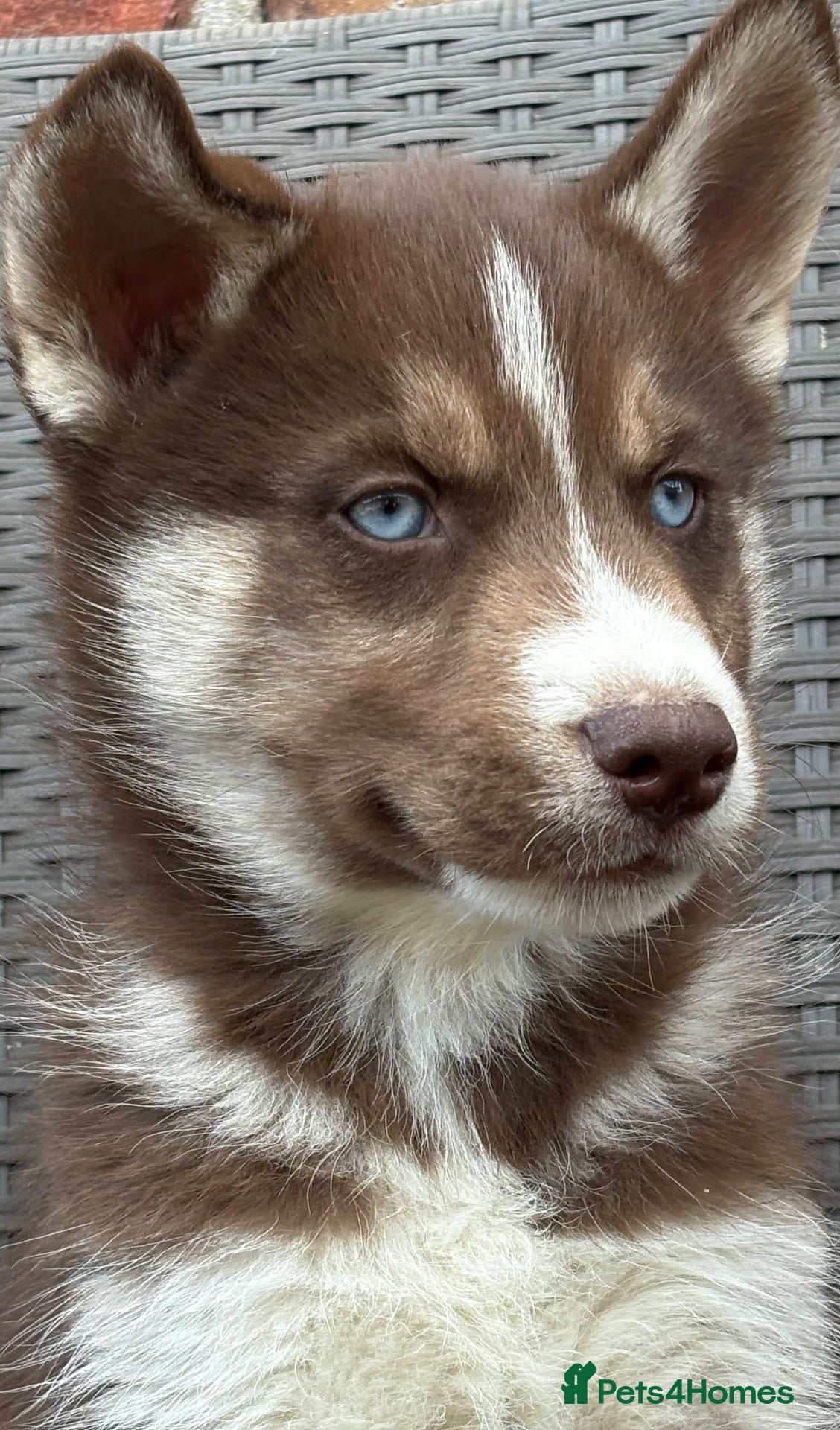 Siberian Husky dogs Siberian husky puppy dogs  - Advert 2