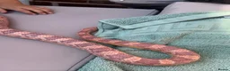 Corn Snake reptiles for sale: Corn Snake Full Set UP  in Hartlepool - Advert 1