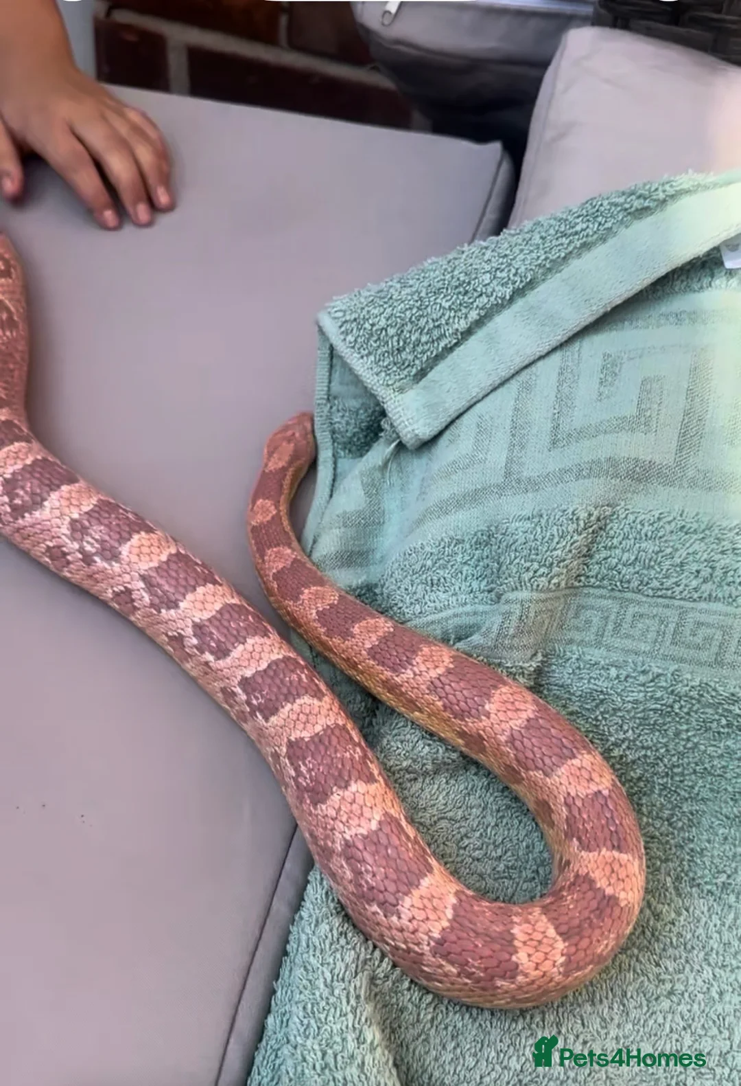 Corn Snake reptiles for sale: Corn Snake Full Set UP  in Hartlepool - Advert 1