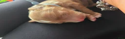 Mini Goldendoodle dogs for sale: LAST BOY Red and white F1b miniature goldendoodle - Advert 19