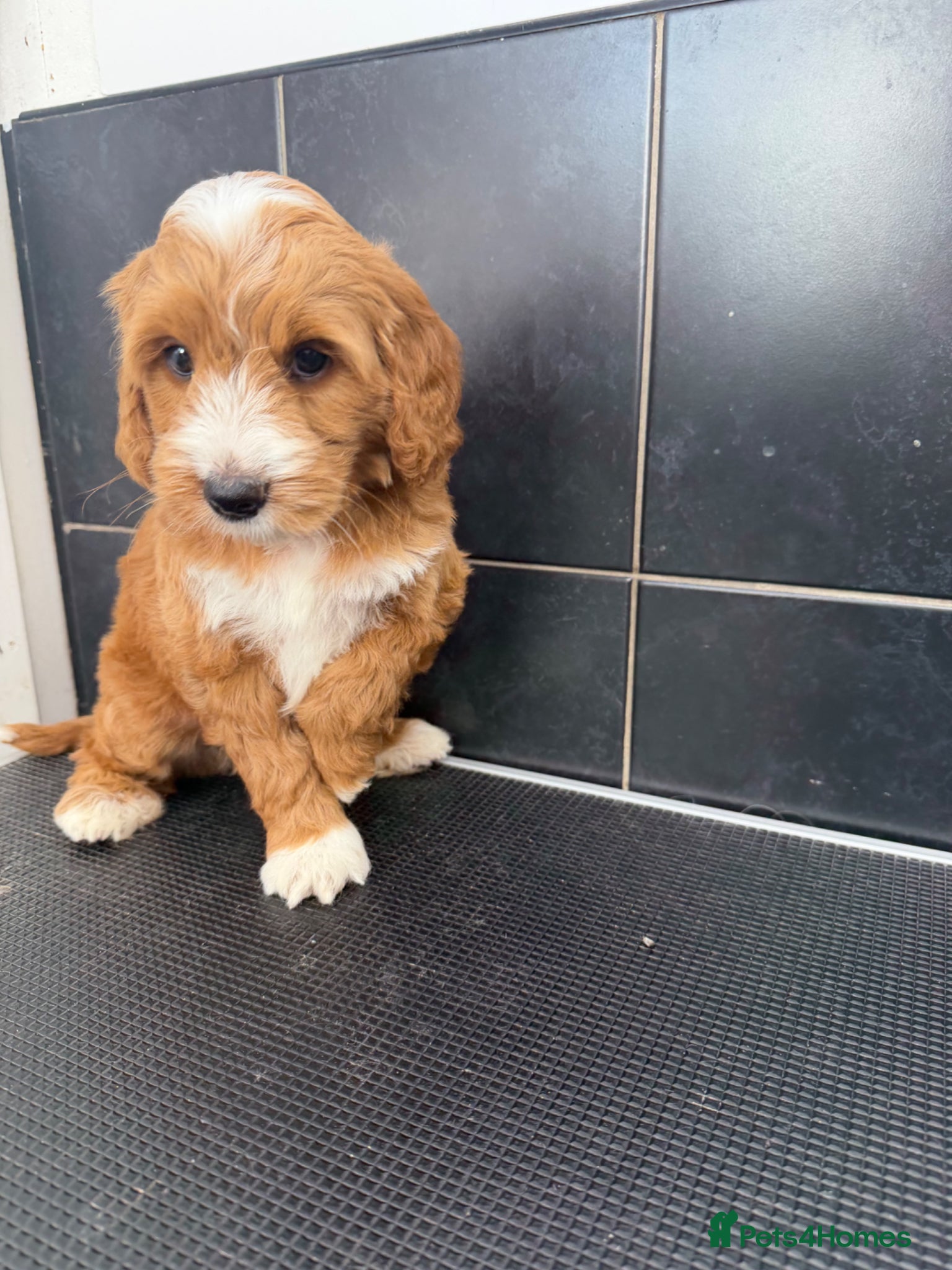 Cockapoo dogs Beautiful F1 Show Type Toy Cockapoo Pups  - Advert 1