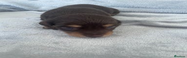 Dachshund Puppy 2
