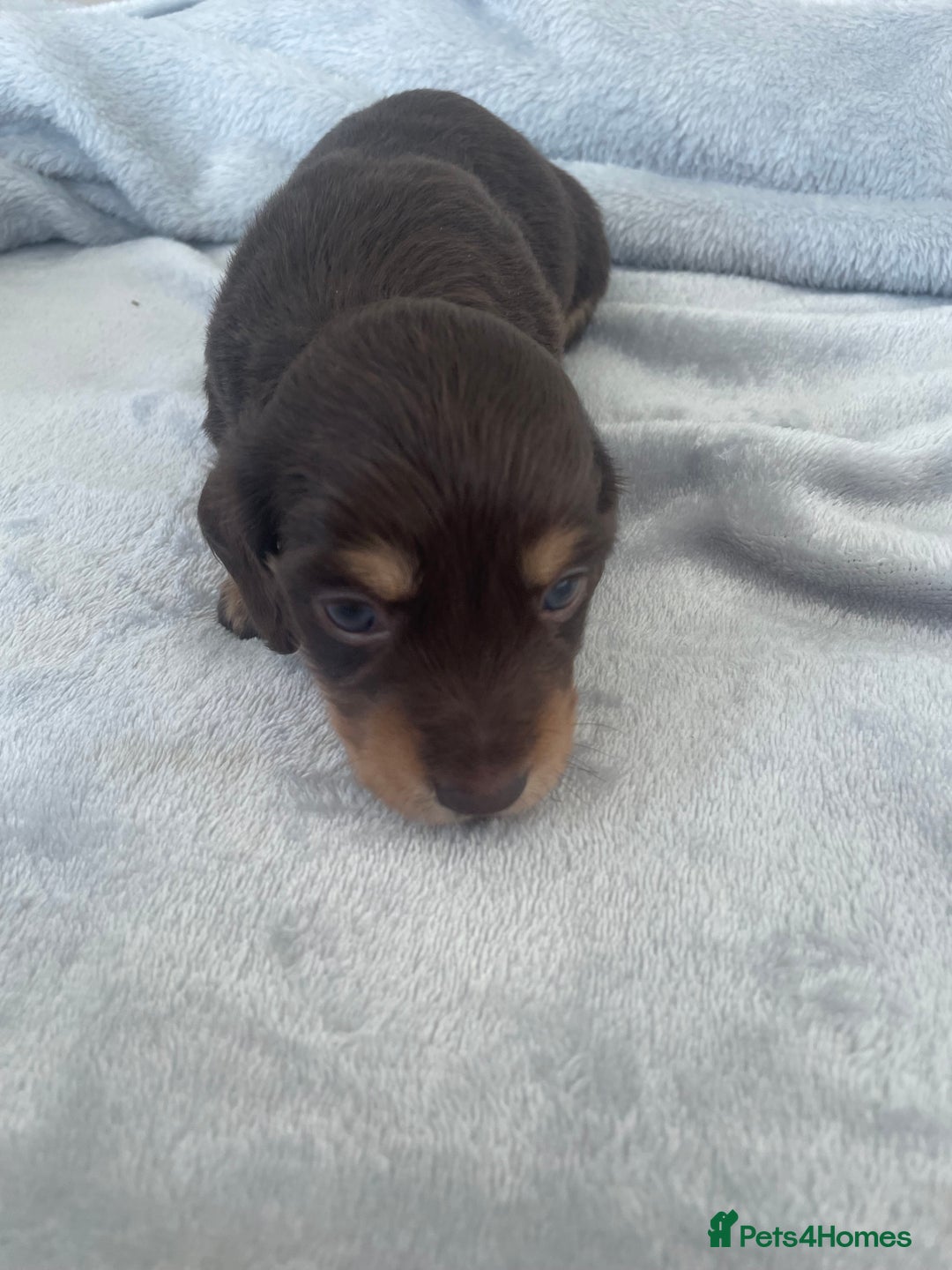 Dachshund dogs for sale: 6 boy dachshund puppies  - Advert 5