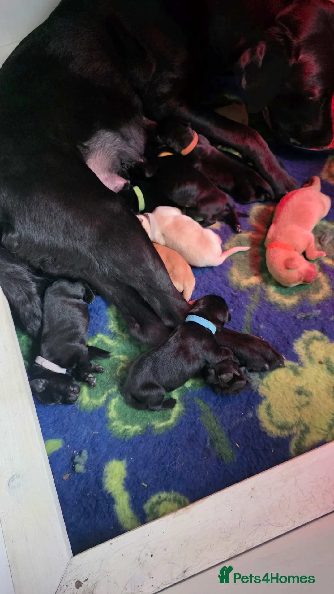 Labrador Retriever dogs for sale: Black and Fox red Labrador puppies  in Pickering - Advert 11