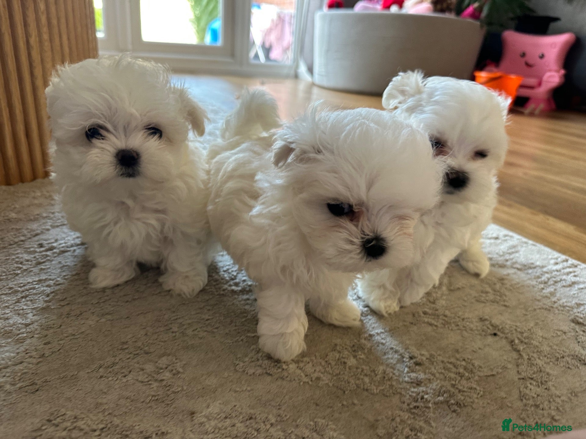 Maltese dogs KC Korean bloodline Maltese puppies - Advert 1