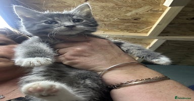 Maine Coon cats - Advert 10