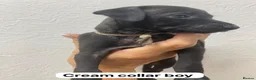Italian Greyhound dogs for sale: 7/8 Italian greyhound puppies in Sutton Coldfield - Advert 6