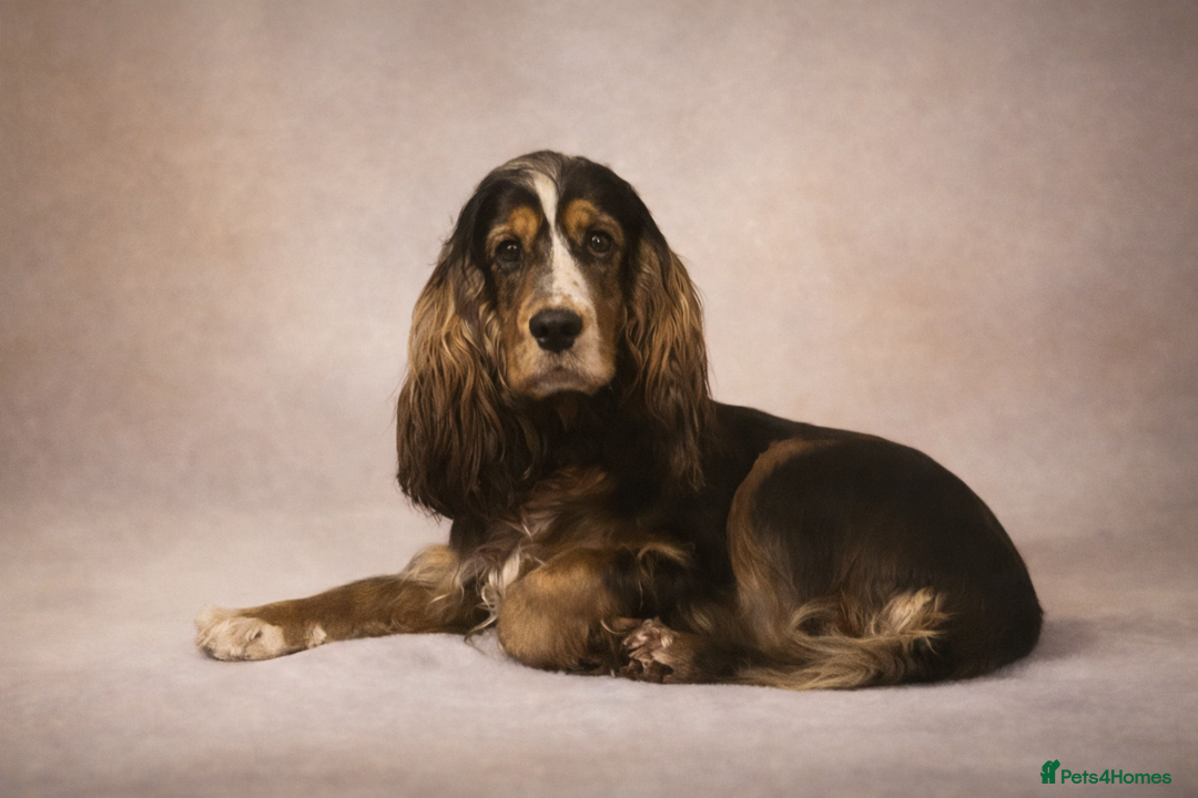 Cockapoo dogs for sale: Gorgeous F1 Cockapoo Puppies  - Advert 11