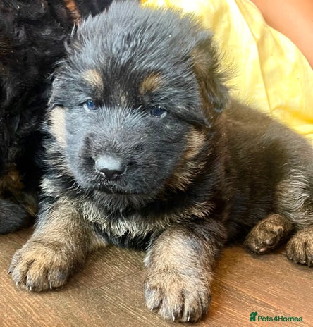 German Shepherd dogs - Advert 5