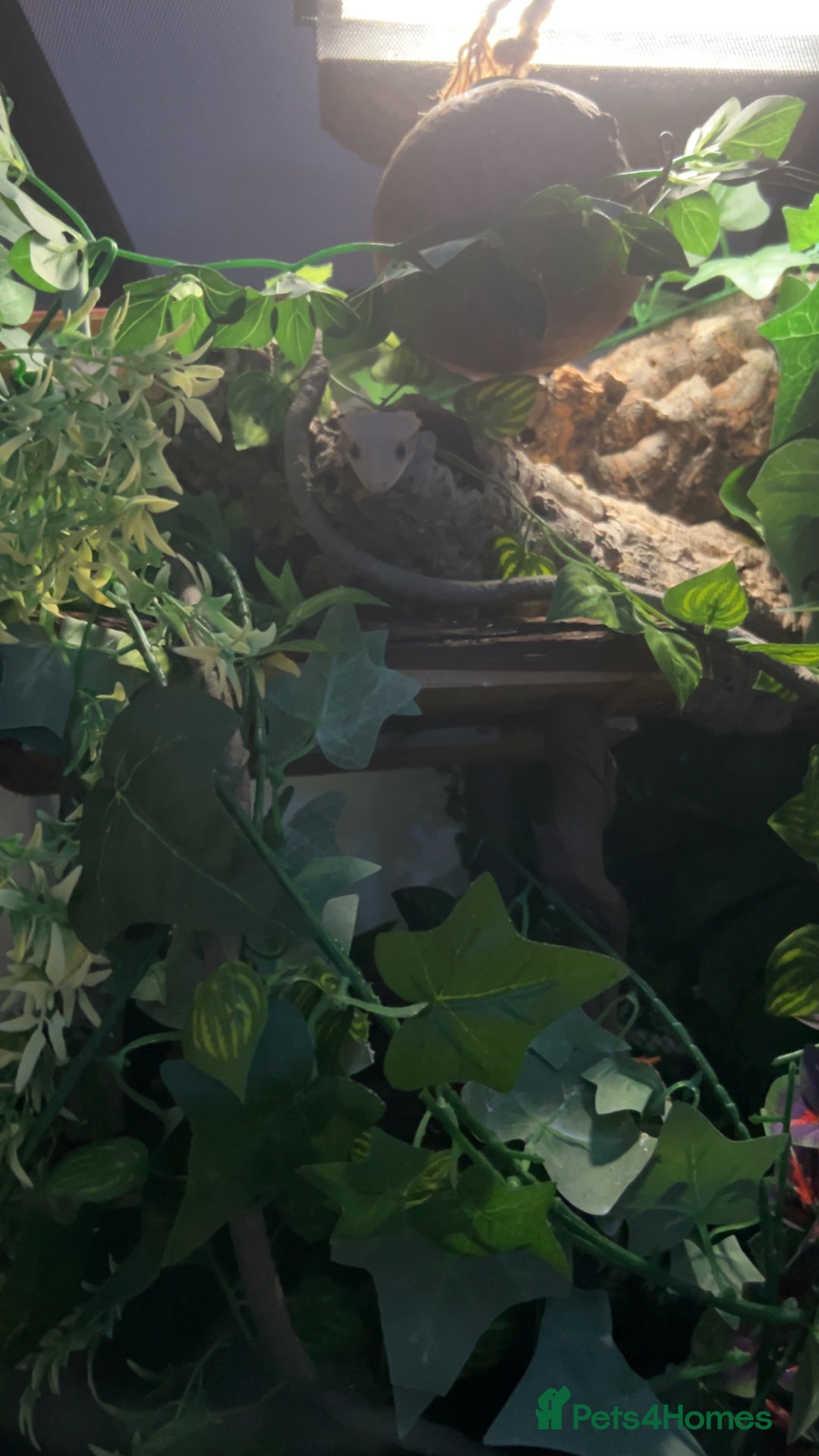 Gecko reptiles for sale: Harlequin Tricolour Crested Gecko + Large Tank - Advert 31