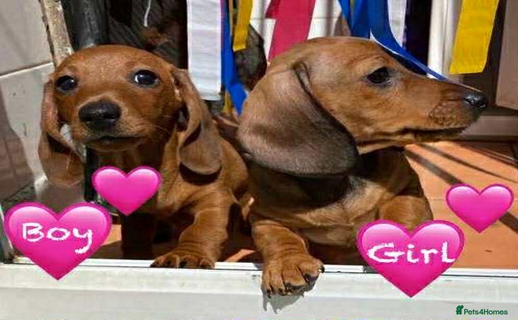 Miniature Dachshund dogs - Advert 5