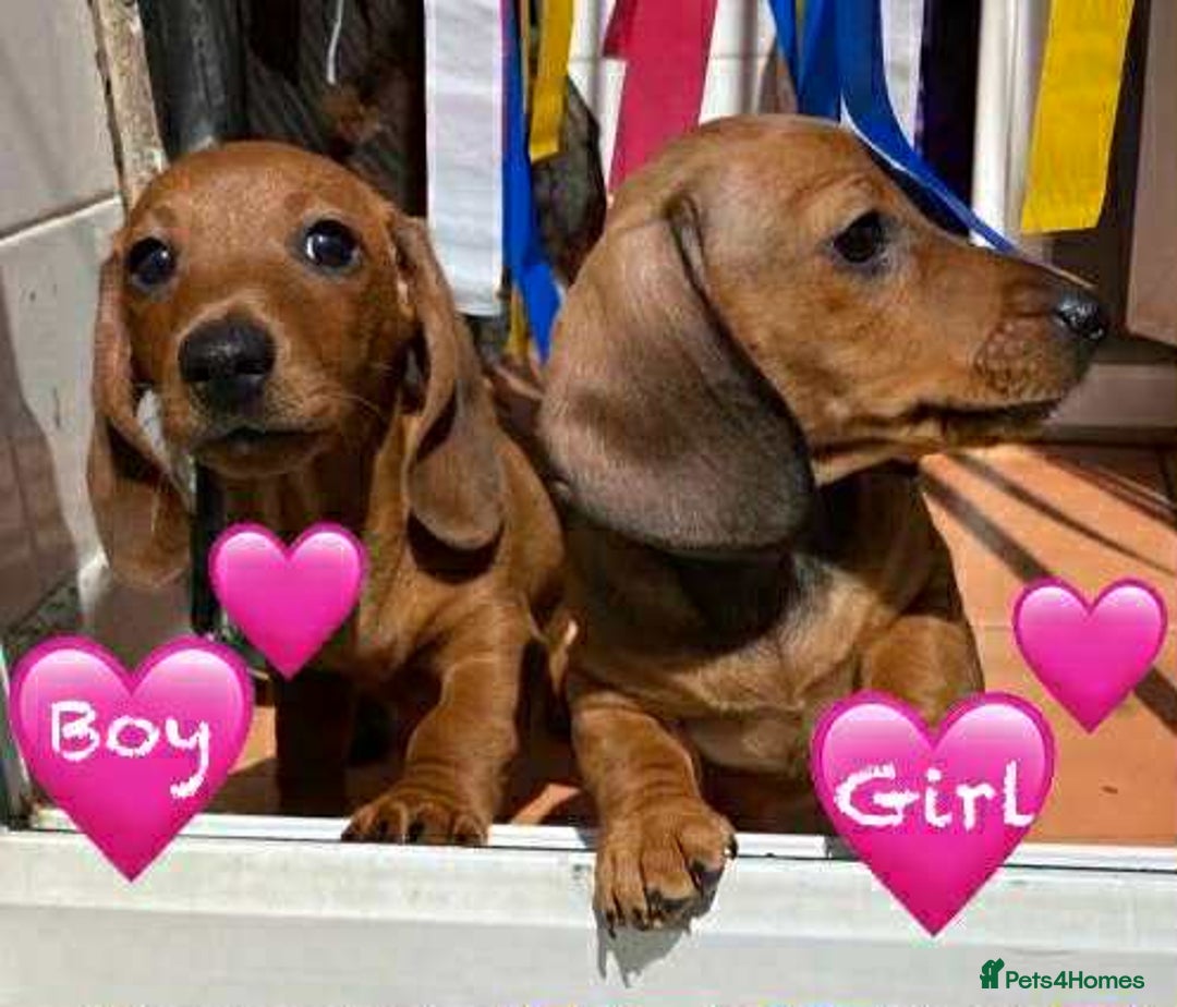 Miniature Dachshund dogs for sale: Miniature Dachshund Puppies - Image 1