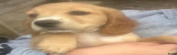 Cocker Spaniel dogs for sale: KC registered working cocker spaniel pups in Goole - Advert 5