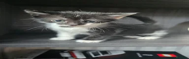 Mixed Breed 1