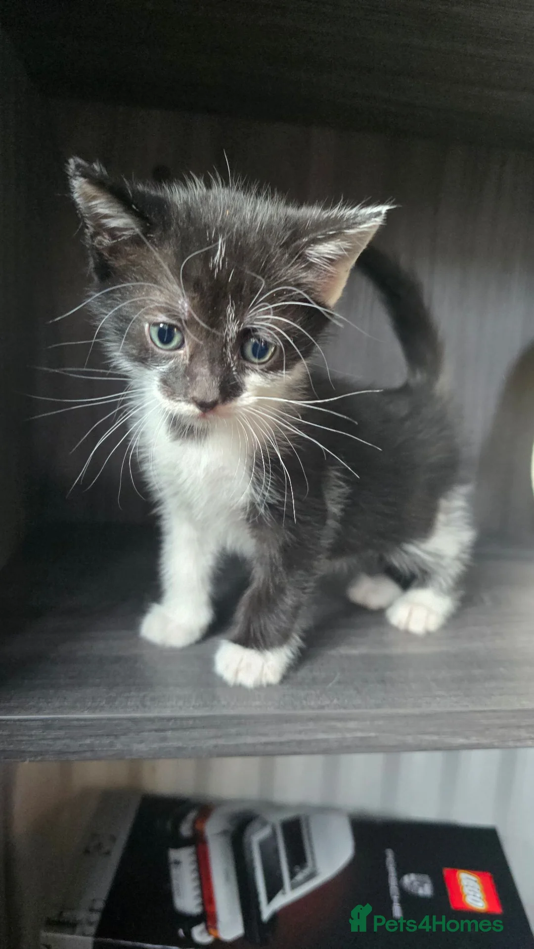 Mixed Breed cats for sale: Mixed breed kittens for sale in Croydon - Advert 2