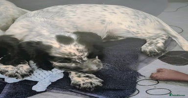 Sprocker dogs - Advert 10