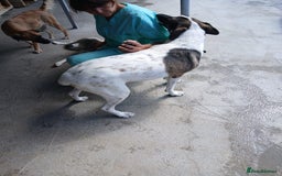 Mixed Breed dogs for adoption: Tuxedo, approx 3 yrs old. Available for adoption. - Image 5