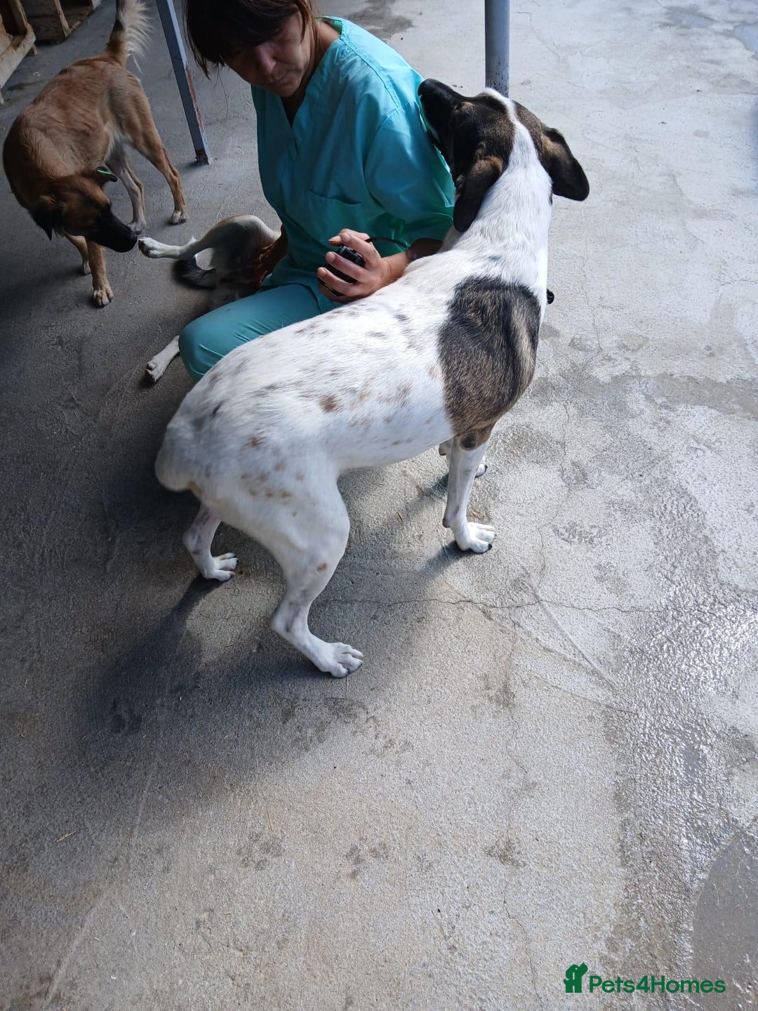 Mixed Breed dogs for adoption: Tuxedo, approx 3 yrs old. Available for adoption. - Image 5