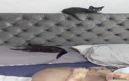 Russian Blue cats for sale: Russian blue - Image 6