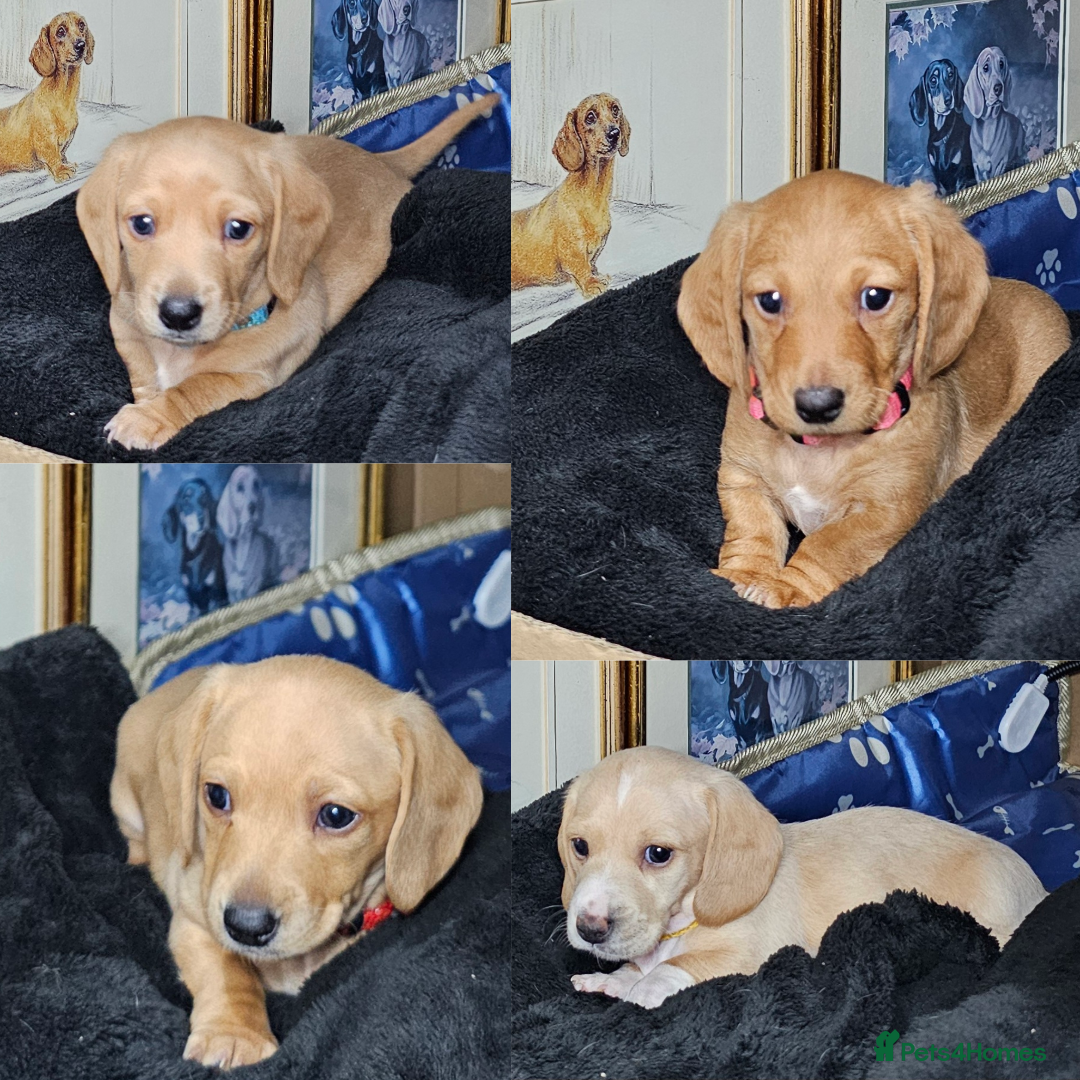 Miniature Dachshund dogs •KCREG •PRA CLEAR 2boys2girls available 🐾  - Advert 13
