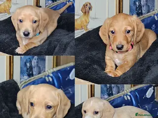 Miniature Dachshund dogs •KCREG •PRA CLEAR 2boys2girls available 🐾 - Advert 13