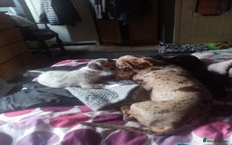 Mixed Breed dogs for sale: Miniature Dashound  - Advert 6