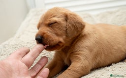 Labrador Retriever dogs for sale: Stunning Fox Red Labrador Puppies For Sale - Image 4