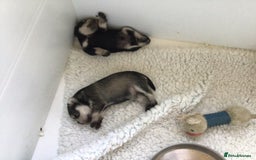 Miniature Schnauzer dogs for sale: Fully Health Tested KC Reg Mini Schnauzer pups - Image 4