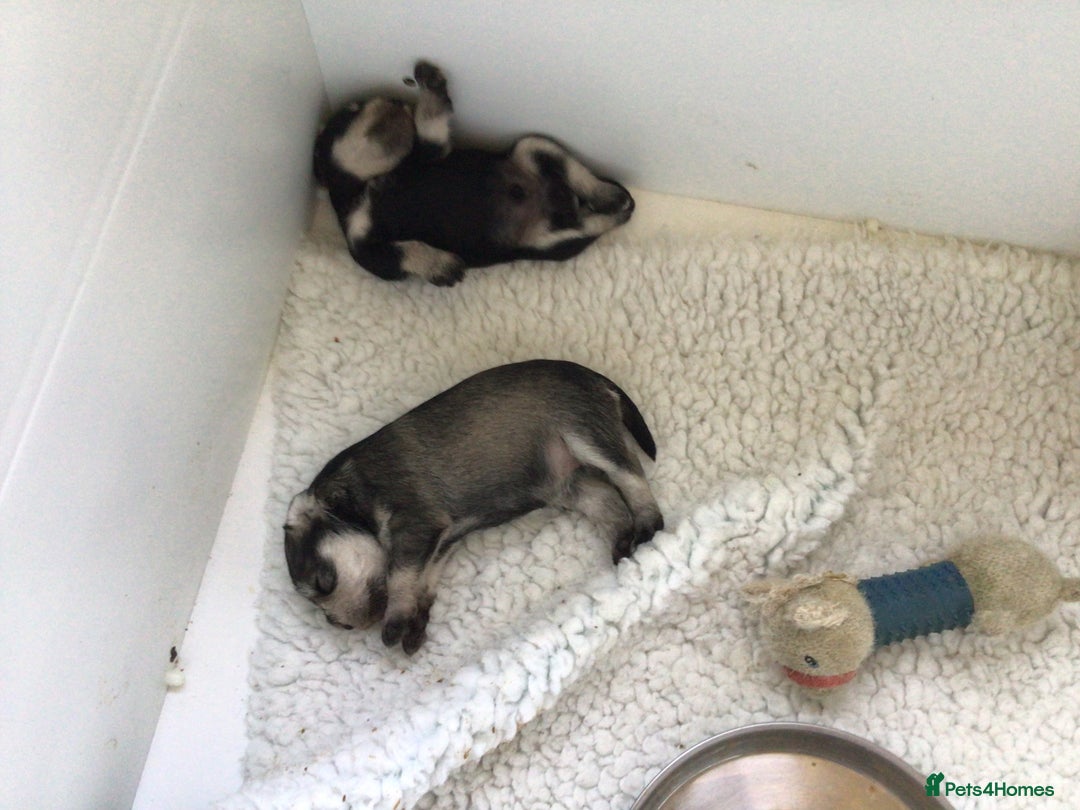 Miniature Schnauzer dogs for sale: Fully Health Tested KC Reg Mini Schnauzer pups - Image 4