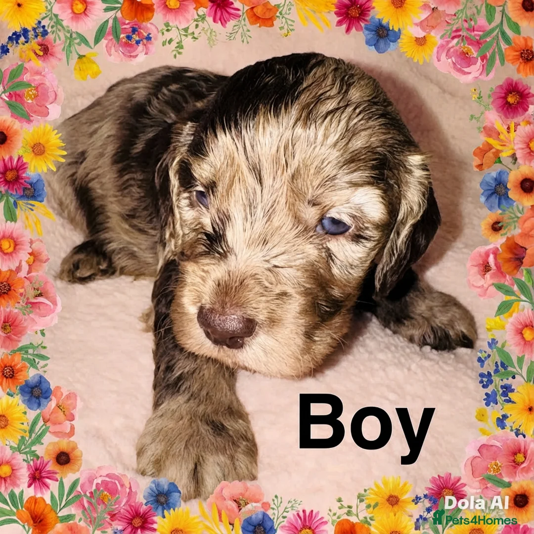 Cockapoo dogs for sale: DNA Tested F1 Rare Merle Cockapoos, Ready 20th Feb - Advert 5