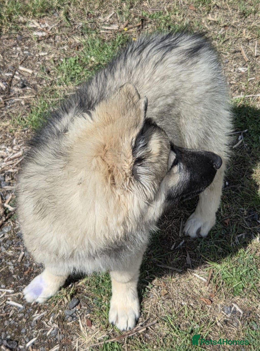 German Shepherd dogs for sale: German Shepherd Puppy 5 - Beautiful long coated  - Image 13
