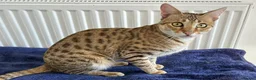 Savannah cats for sale: Beautiful Golden Savannah Girl Scampi - Advert 6
