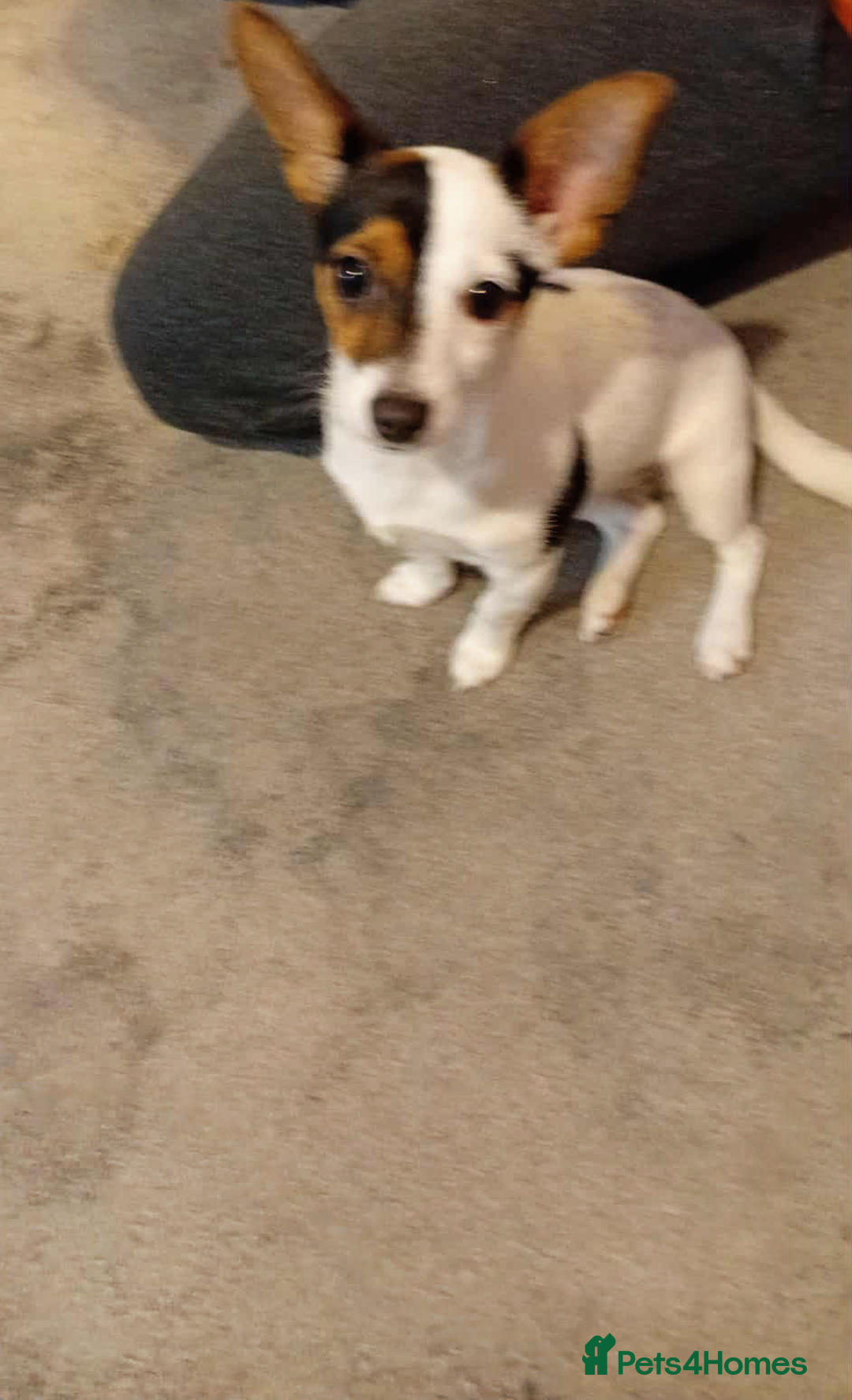 Mixed Breed dogs for sale: Roxey  - Advert 2