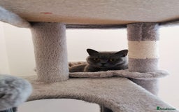 British Shorthair cats for sale: Female British Shorthair 3 years old - Image 7