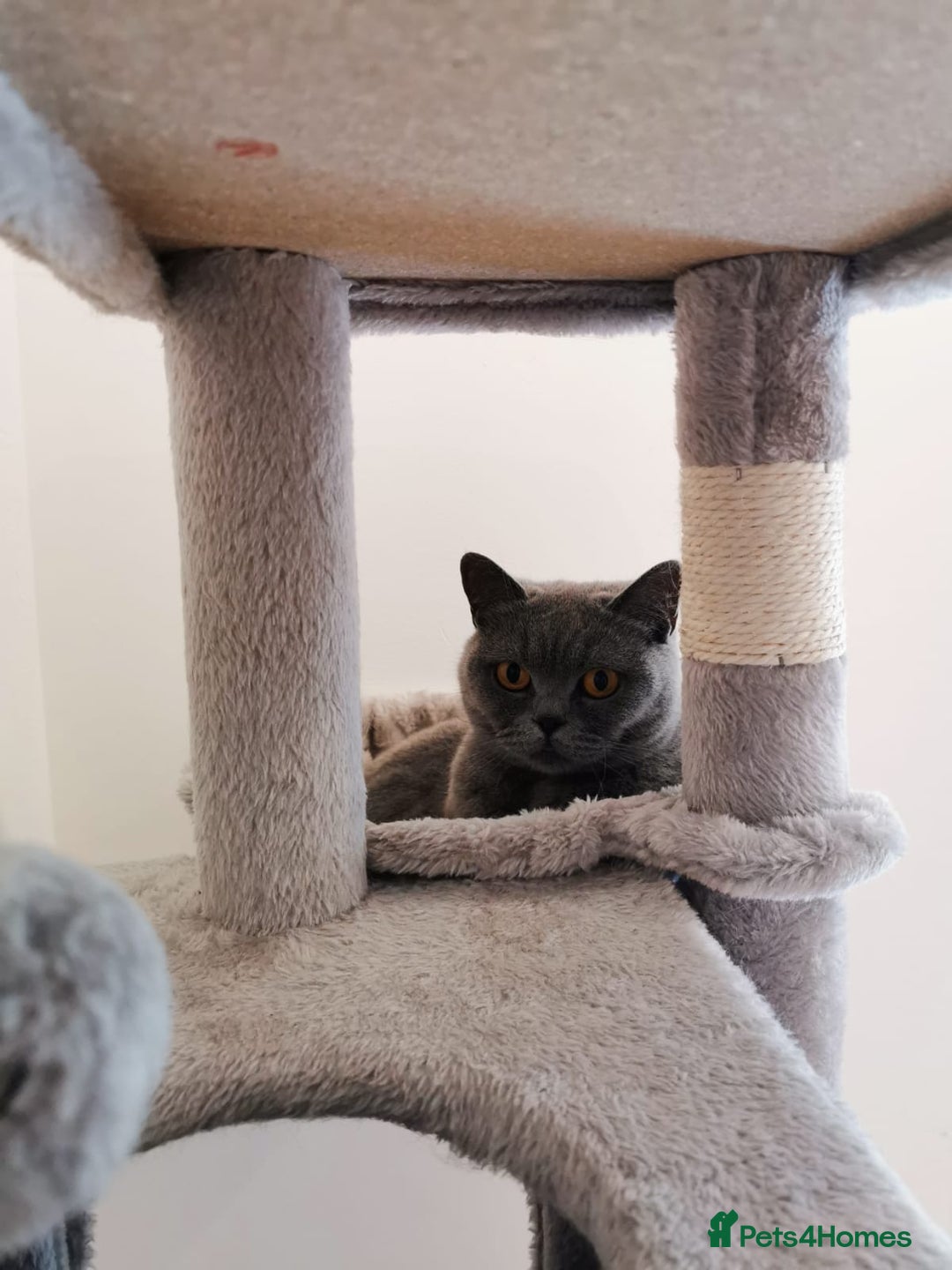 British Shorthair cats for sale: Female British Shorthair 3 years old - Image 7