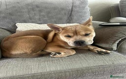 Mixed Breed dogs for sale: Gorgeous chow chow + English Bulldog Female Mix - Image 9