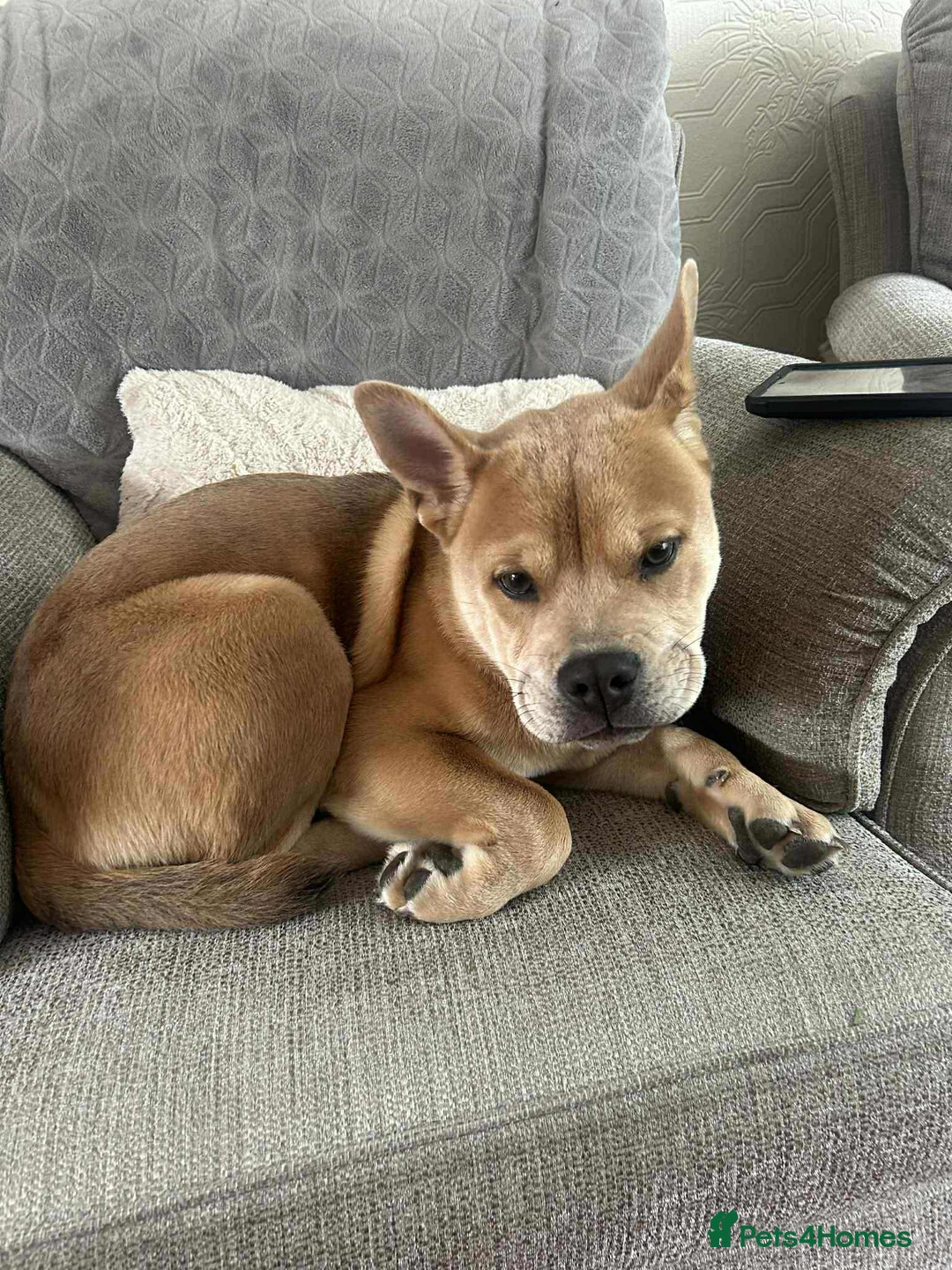 Mixed Breed dogs for sale: Gorgeous chow chow + English Bulldog Female Mix - Image 9