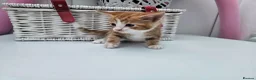 Mixed Breed cats for sale: Kittens for sale  - Advert 19