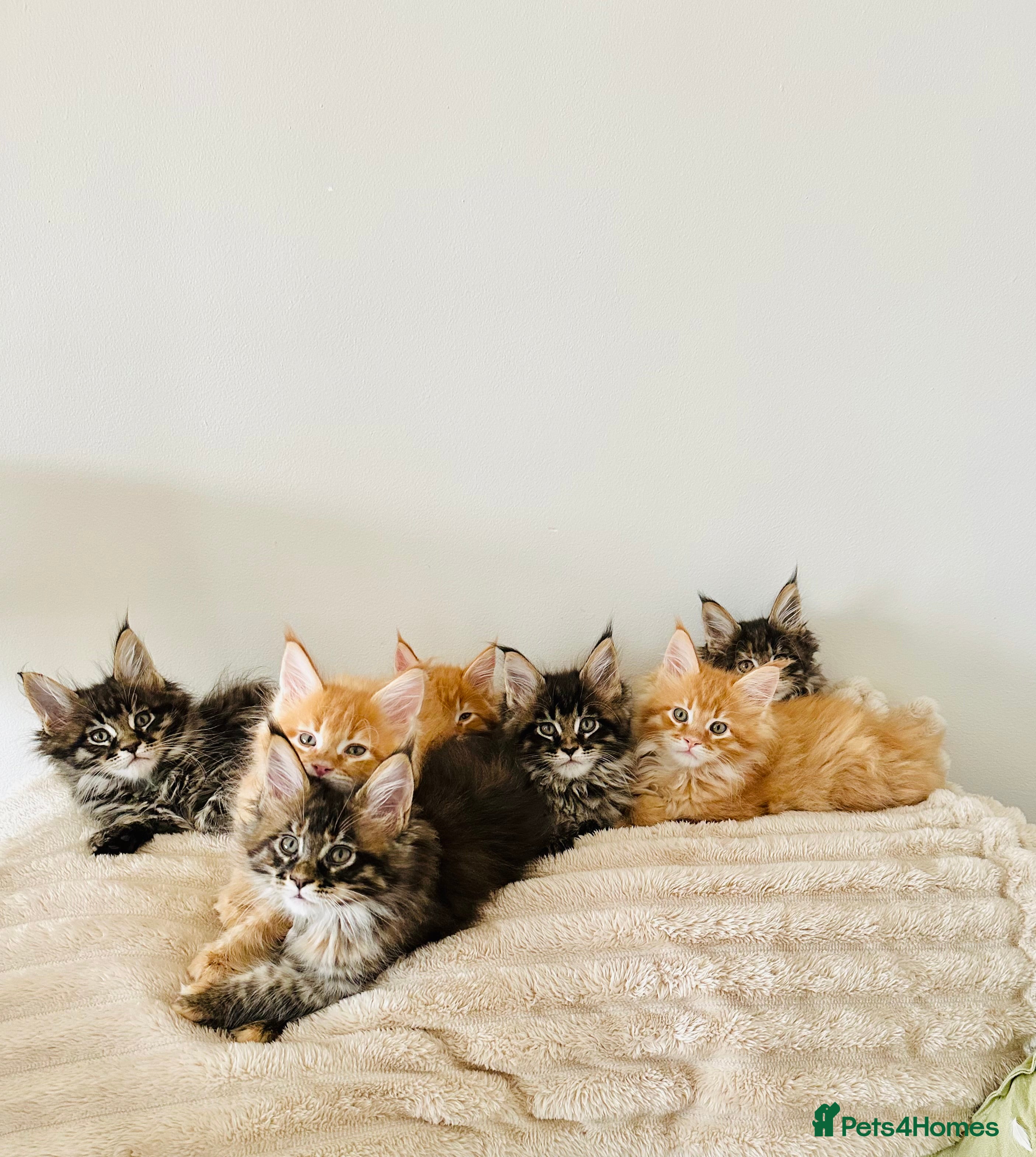 Maine Coon cats GCCF registered Dog 🐶 Friendly  - Advert 2