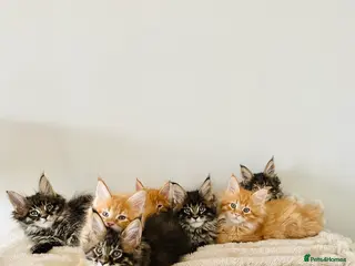 Maine Coon cats GCCF registered Dog 🐶 Friendly - Advert 2