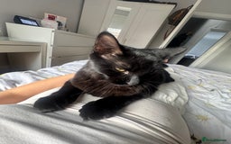 Domestic Shorthair cats for sale: Cute cat to be rehomed  - Image 4