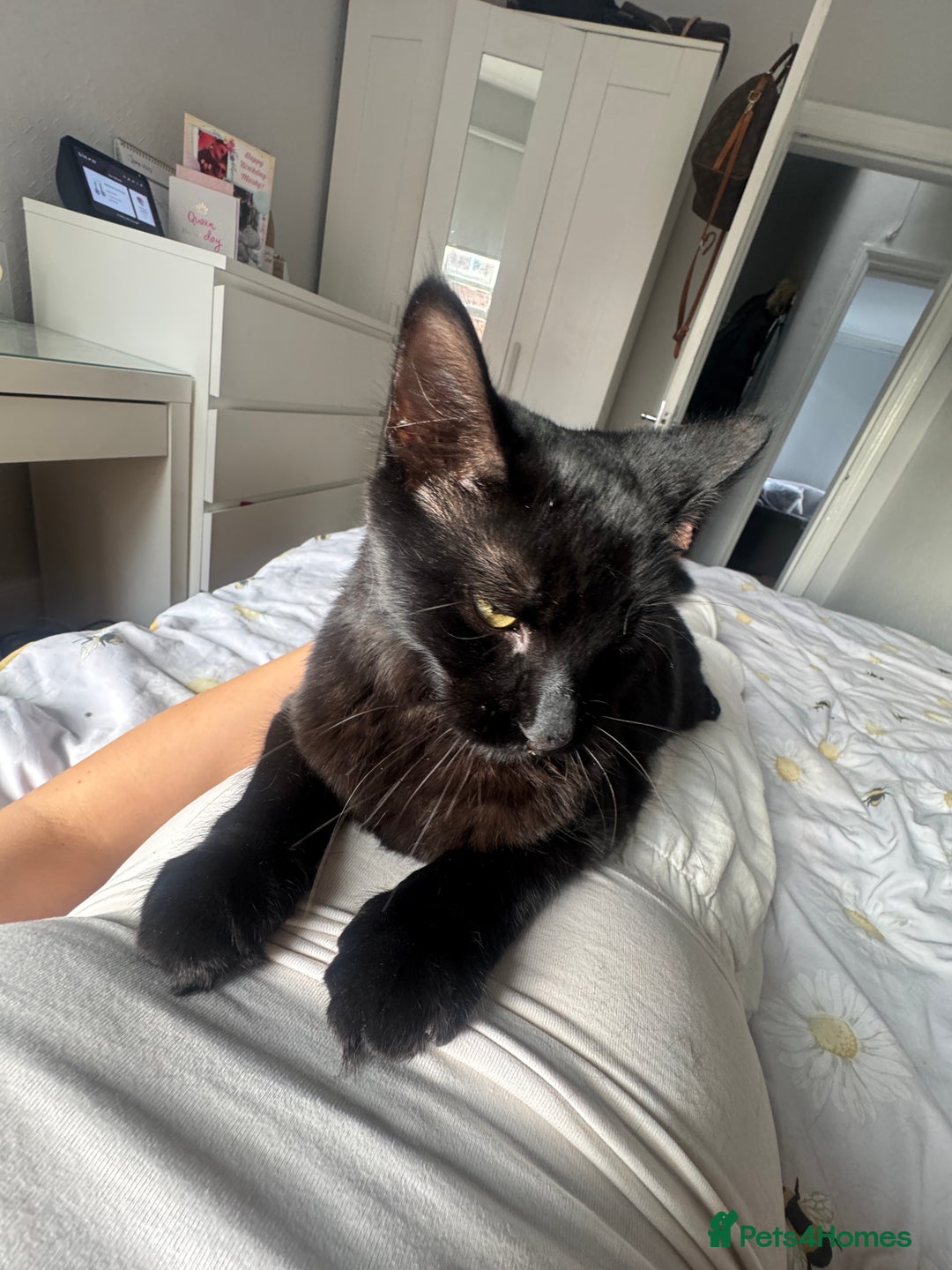 Domestic Shorthair cats for sale: Cute cat to be rehomed  - Image 4