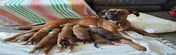 Boxer dogs for sale: Stunning Boxer Puppies in Cannock - Advert 1