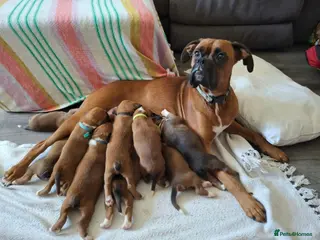 Boxer dogs Stunning Boxer Puppies - Advert 1
