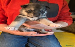 Siberian Husky dogs for sale: Siberian husky pups  - Advert 16