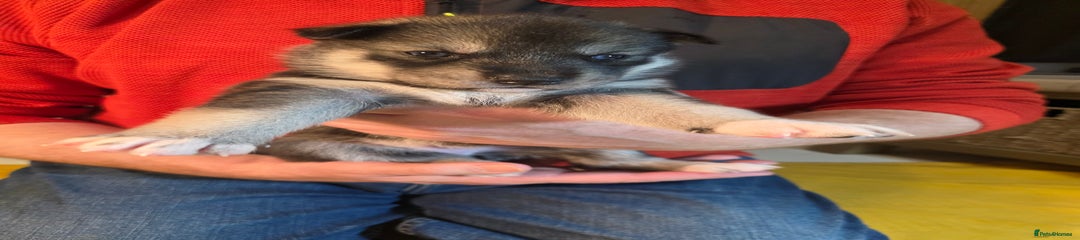 Siberian Husky Puppy 5